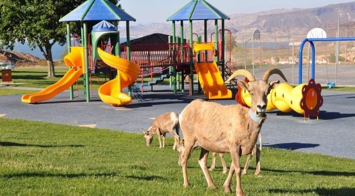 Area Parks, Boulder City Nevada Parks. Hemenway Valley Park with mountain goats
